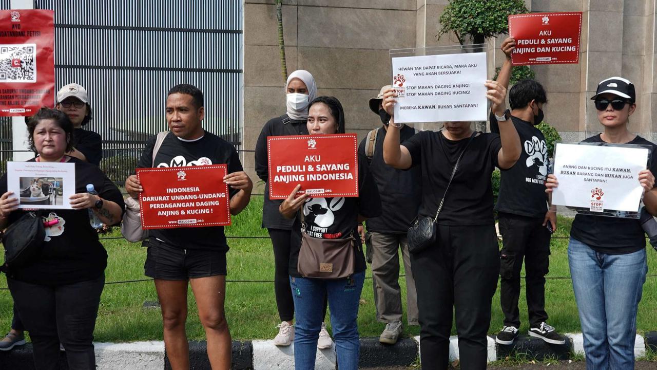 Aktivis Hewan Luapkan Kekecewaan RUU Perlindungan Anjing-Kucing Gagal Masuk RUU Prolegnas