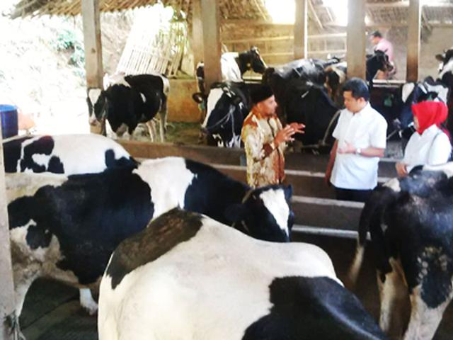 Harga Susu Sapi Di Kota Ini Lebih Murah Ketimbang Air Mineral