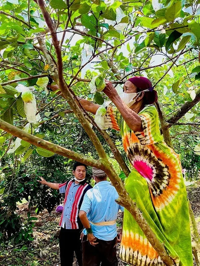 Selebgram David Arrie Cantona saat membantu pasangan kakek nenek yang berprofesi sebagai petani jambu (https://www.instagram.com/p/CS_UuTzFeaF/)