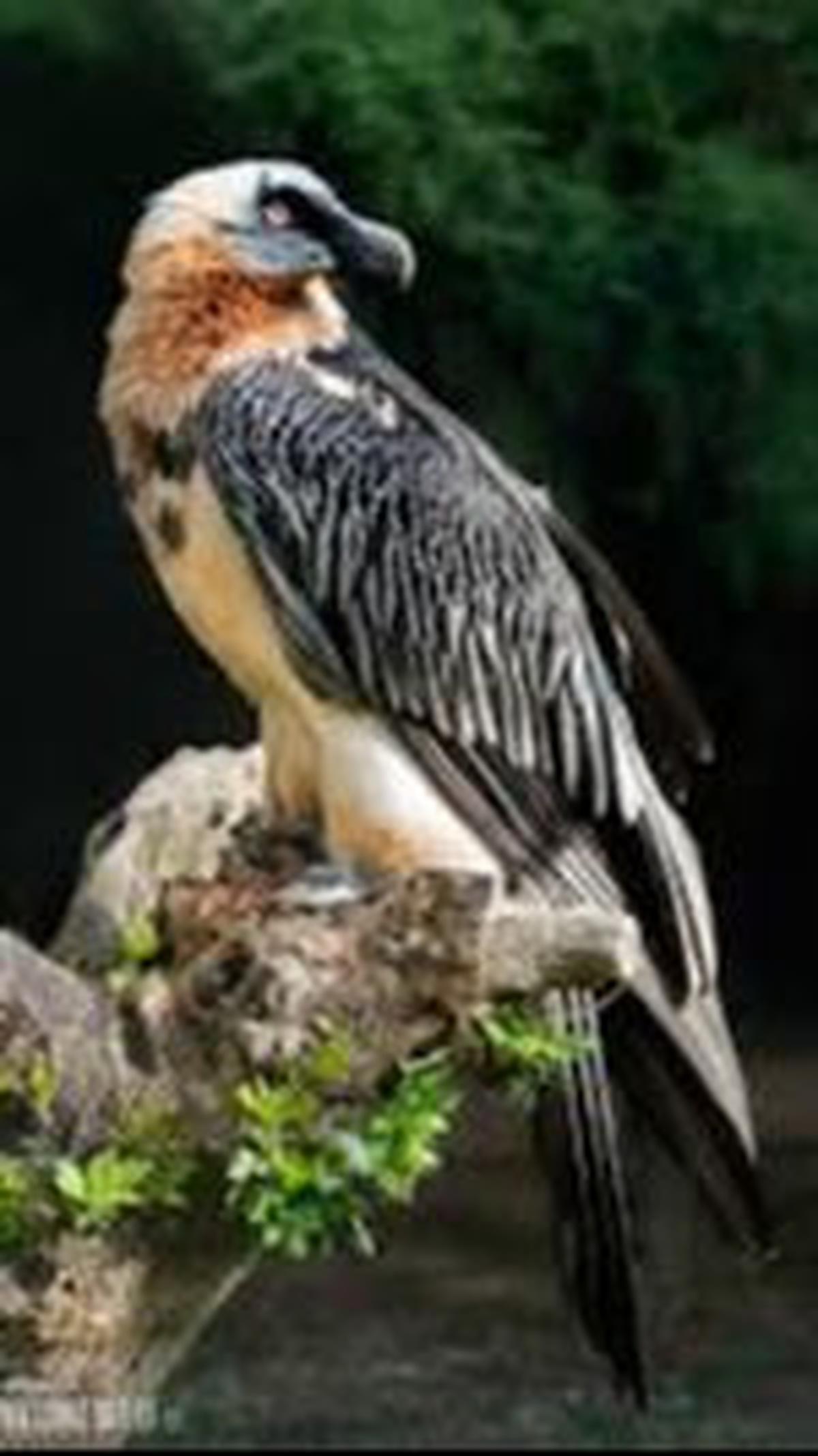 5. Lammergeier atau Burung Hering Berjanggut<br>