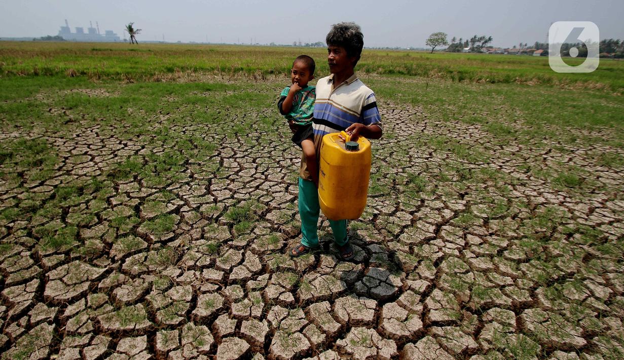 Warga melintasi kawasan persawahan yang kering di Kawasan Kabupaten Tangerang, Banten, Rabu (6/9/2023). (Liputan6.com/Angga Yuniar)