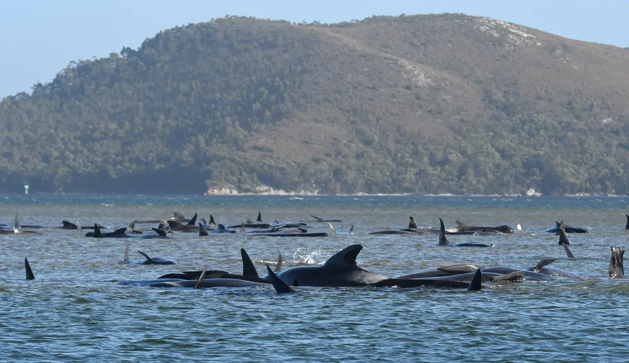 Kawanan paus pilot yang terdampar di perairan Pelabuhan Macquarie, Tasmania, Australia (21/09/2020). Ahli biologi kelautan merencanakan penyelamatan sekitar 270 paus pilot yang terjebak di gundukan pasir di lepas pantai barat terpencil Tasmania tersebut. (AFP/Pool)