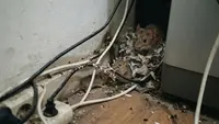 10 Tanda Ada Sarang Tikus di Dalam Rumah yang Sering Terlewat, Kenali Sebelum Makin Parah