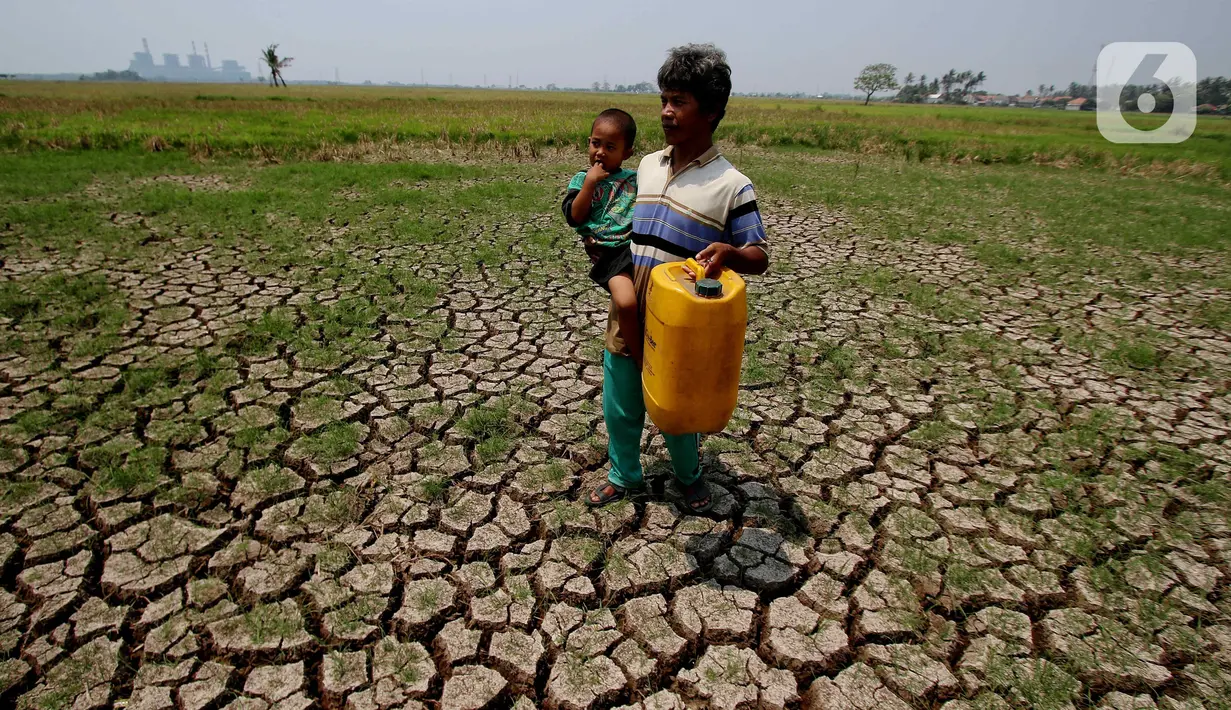 Warga melintasi kawasan persawahan yang kering di Kawasan Kabupaten Tangerang, Banten, Rabu (6/9/2023). (Liputan6.com/Angga Yuniar)