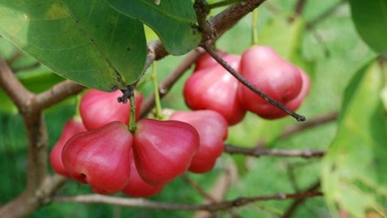 6 Manfaat menakjubkan di balik segarnya jambu air