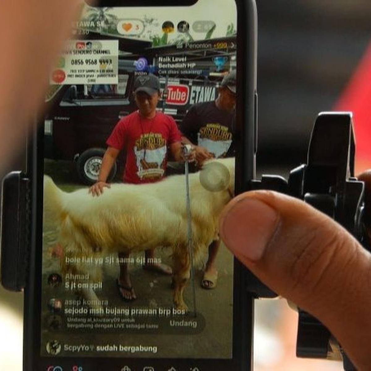 Peternak di Lumajang Jual Kambing via TikTok