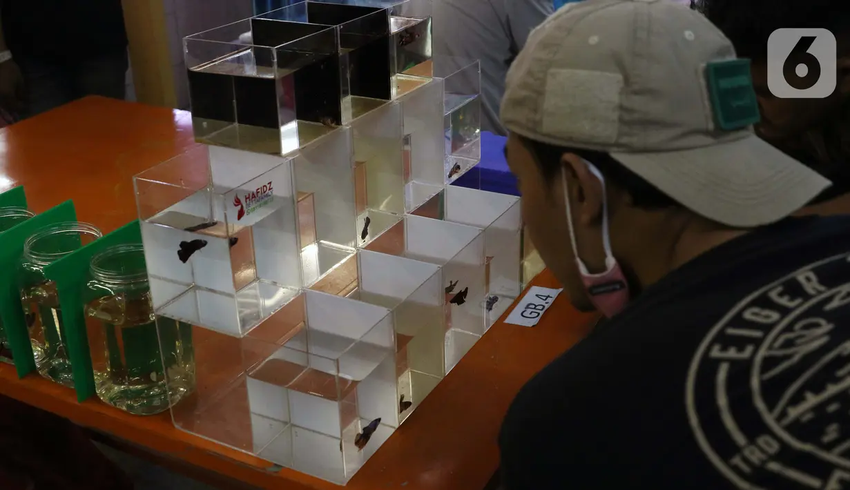 Pengunjung melihat salah satu jenis ikan cupang dalam Pameran dan Bazaar Cupang di Pasar Gembrong Baru Cipinang, Jakarta, Jumat (30/10/2020). Ajang yang berlangsung hingga 30 November 2020 itu menampilkan beragam jenis ikan cupang (Betta sp) dengan harga bervariasi. (Liputan6.com/Helmi Fithriansyah)