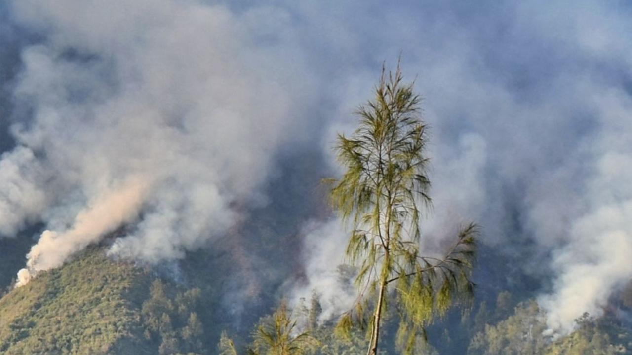 Seperti misalnya, bunga edelweisss ikut terbakar, elang Jawa serta lutung Jawa pun pergi meninggalkan kawasan TNBTS.