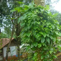 Daun Cincau | via: NusaTani.com