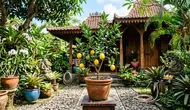 8 Cara Menanam Lemon di Pot Kecil agar Tumbuh Sehat dan Cepat Berbuah
