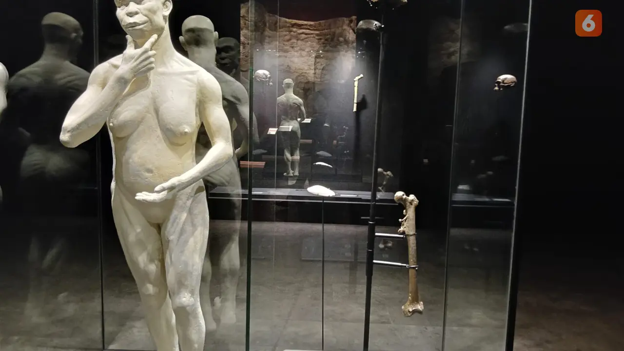 Fosil Java Man Pulang Kampung Setelah 130 Tahun, Dipajang di Museum Nasional Indonesia