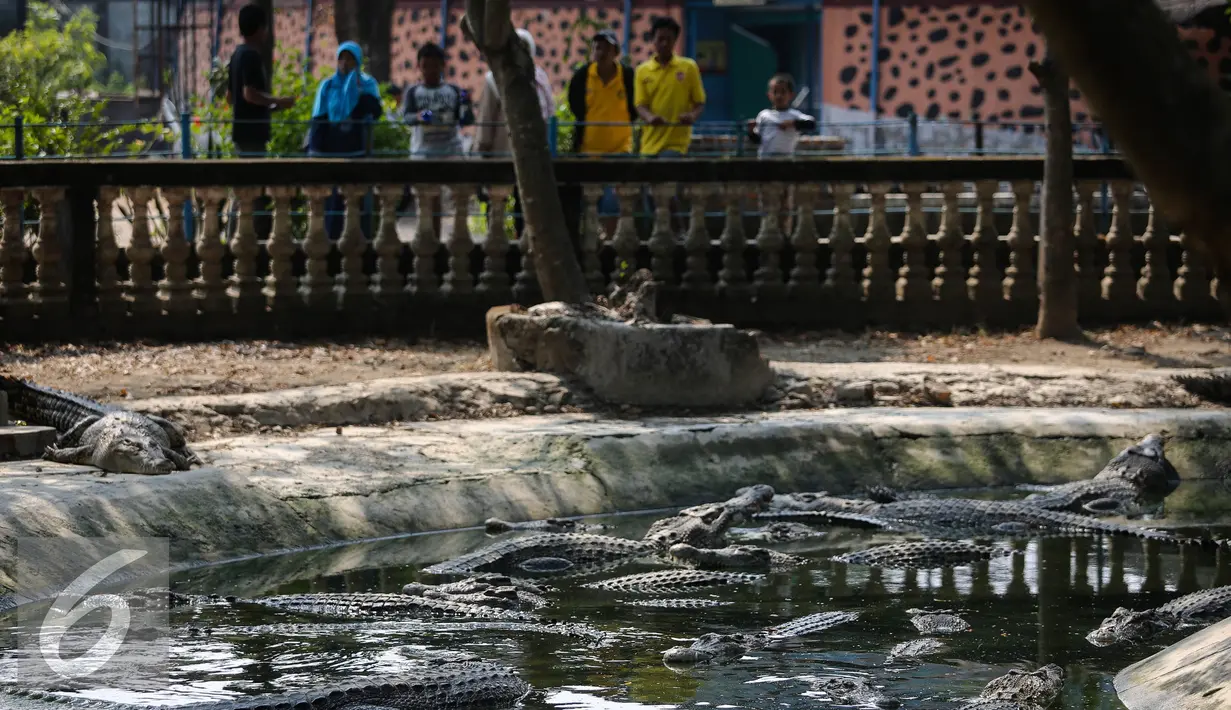 Sejumlah pengunjung melihat buaya di penangkaran sekaligus taman wisata buaya di kawasan Cibarusah, Jabar, Minggu (26/7/2015). Penangkaran buaya ini dikenal dengan Taman Buaya Indonesia Jaya (TBIJ) atau Taman Buaya Cikarang. (Liputan6.com/Faizal Fanani)
