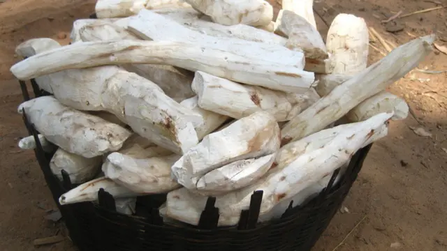 Yuca, , Makanan Mematikan