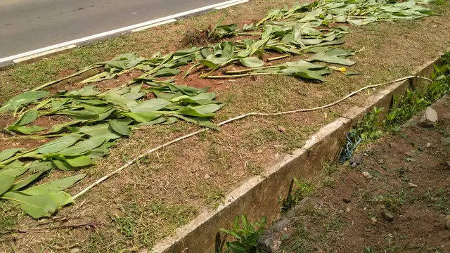 Taman Terminal 3, tepatnya parkiran internasional, beberapa tanaman juga rusak akibat terinjak-injak.