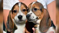 Tujur ekor anak anjing menjadi anak-anak anjing pertama yang berhasil lahir dari proses bayi tabung. Mereka sehat dan sungguh menggemaskan.
