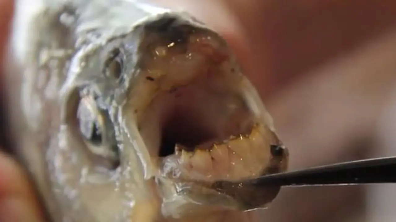 Ikan pacu yang memiliki gigi seperti manusia. (Australiascope)