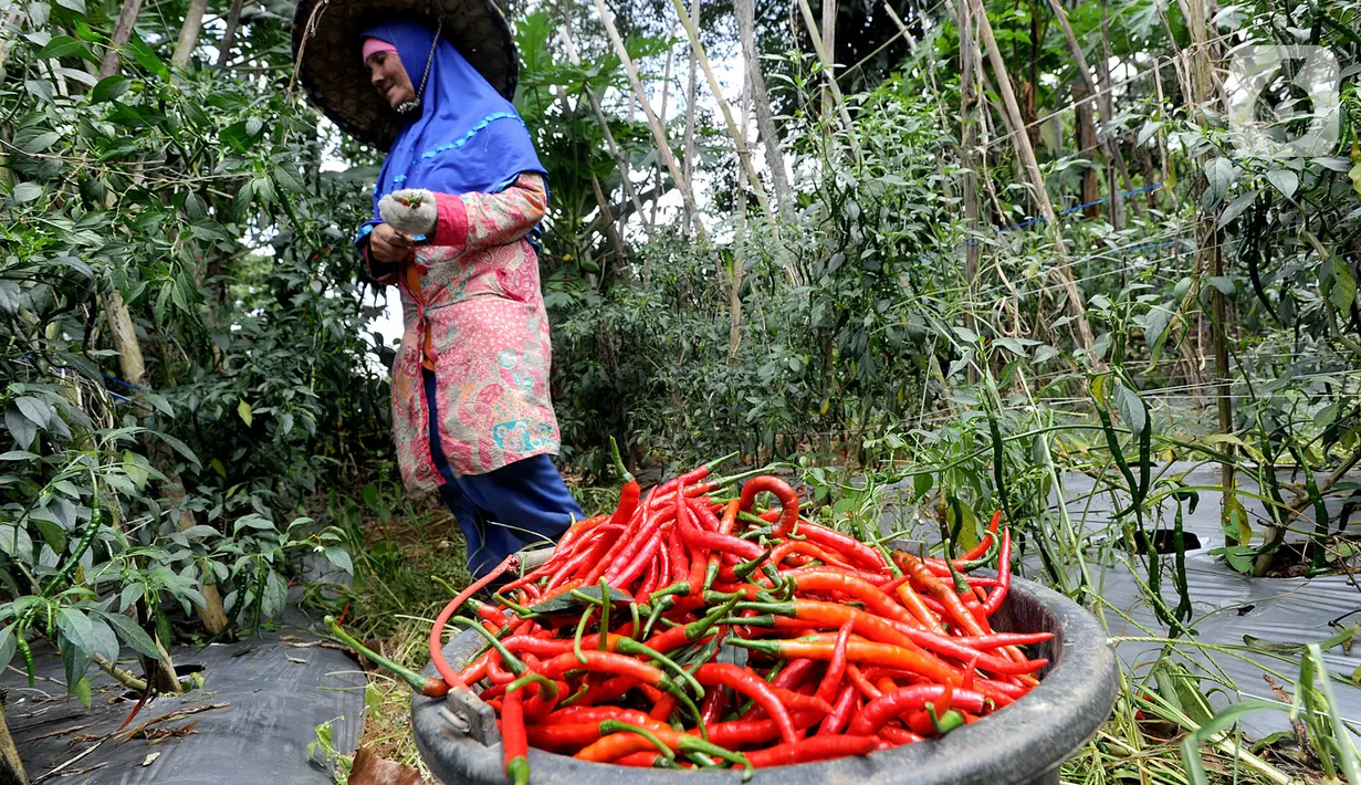 Petani memanen cabai keriting di kawasan Pesawah, Cicurug, Sukabumi, Rabu (22/04/2020). Sejak penerapan Pembatasan Sosial Berskala Besar (PSBB), sejumlah petani mengeluhkan harga cabai keriting di tingkat petani yang turun dari Rp 20 ribu per kg menjadi Rp 12 ribu per kg. (merdeka.com/Arie Basuki)