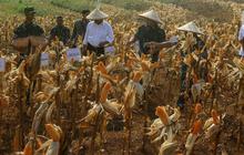 Panen Raya Jagung, Jadi Bukti Potensi Pertanian di Papua