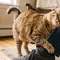Tanda Kucing Menganggap Anda Induknya, Bukan Sekadar Pemberi Makan