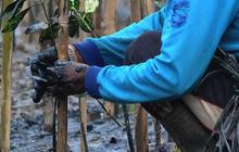FOTO: Cegah Abrasi dan Kurangi Emisi Karbon, 5.000 Pohon Mangrove Ditanam di Muara Angke