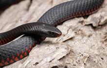 Tentang Ular Black Mamba, Racunnya Bisa Mengancam Nyawa Manusia dalam Hitungan Menit