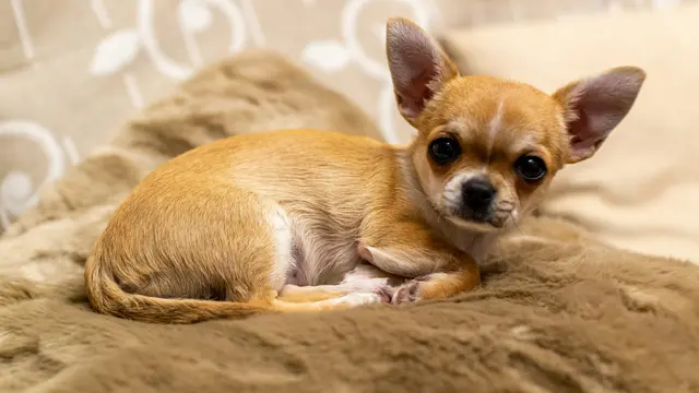 Chihuahua