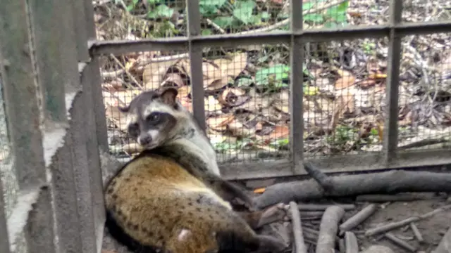 Hutan Wisata Mata Kucing Batam
