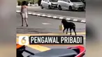 Seekor anjing mendadak viral di media sosial. Ini disebabkan anjing tersebut tengah membawakan tas majikannya. Peristiwa ini terjadi di Bukit Bintang, Malaysia.