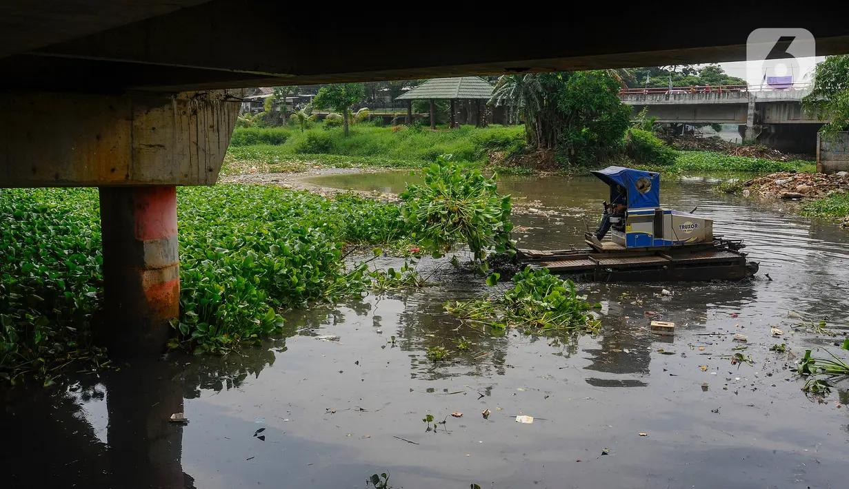 Jika tidak dibersihkan, eceng gondok ini akan tumbuh subur di Setu Pengarengan. (merdeka.com/Arie Basuki)