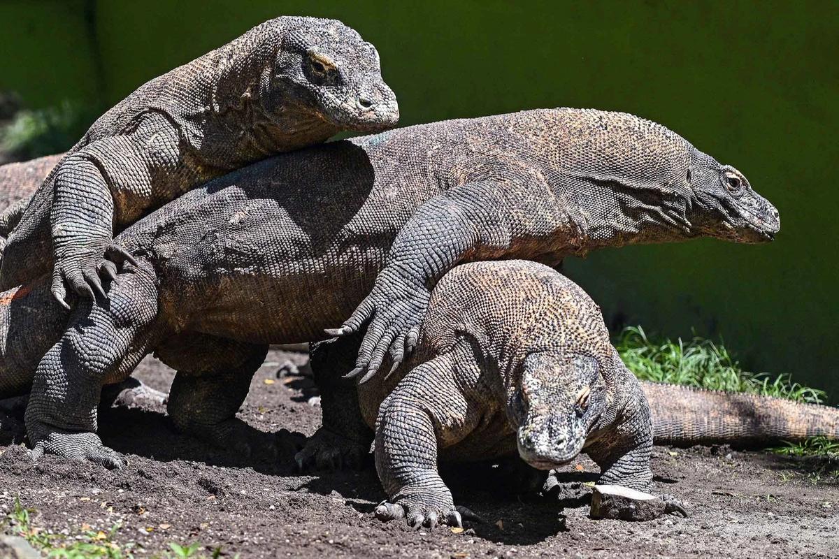 FOTO: KBS Pinjamkan Komodo Selama 5 Tahun untuk Program Konservasi Jepang