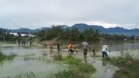 Sejumlah warga di Matakali, Polman menangkap ikan di area persawahan (Liputan6.com/Abdul Rajab Umar)