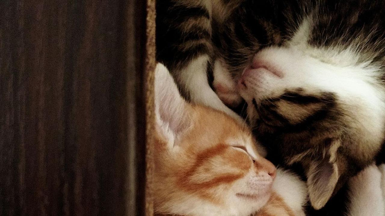 <b>Frekuensi Memberi Makan Anak Kucing</b>