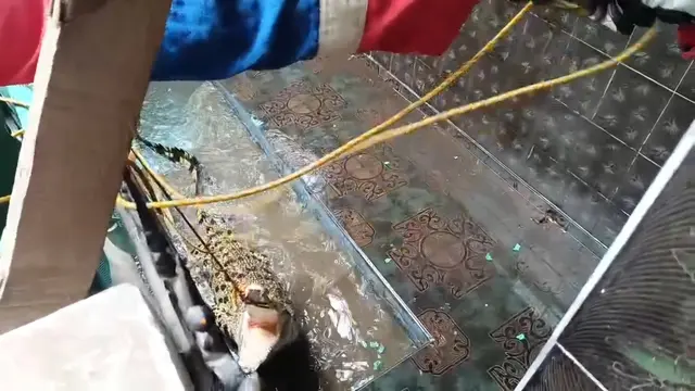 Evakusi buaya coki dari rumah warga di Bandar Lampung. (Liputan6.com/Ardi Munthe).