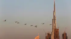 Burung flamingo terbang bermigrasi melewati gedung tertinggi di dunia, Burj Khalifa di Dubai, Uni Emirat Arab (28/1). Meski terdiri dari gedung-gedung mewah, pemerintah Dubai tetap menjaga habitat burung flamingo. (AP Photo / Kamran Jebreili)