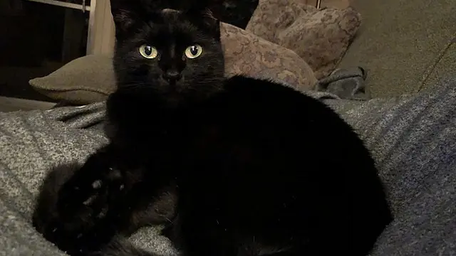 Kucing hitam (Sumber: Wikimedia Commons)