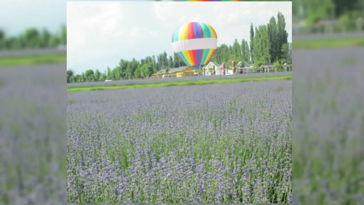 Kebun Lavender Terbesar Seluruh Asia Ada di Yili, Xinjiang 