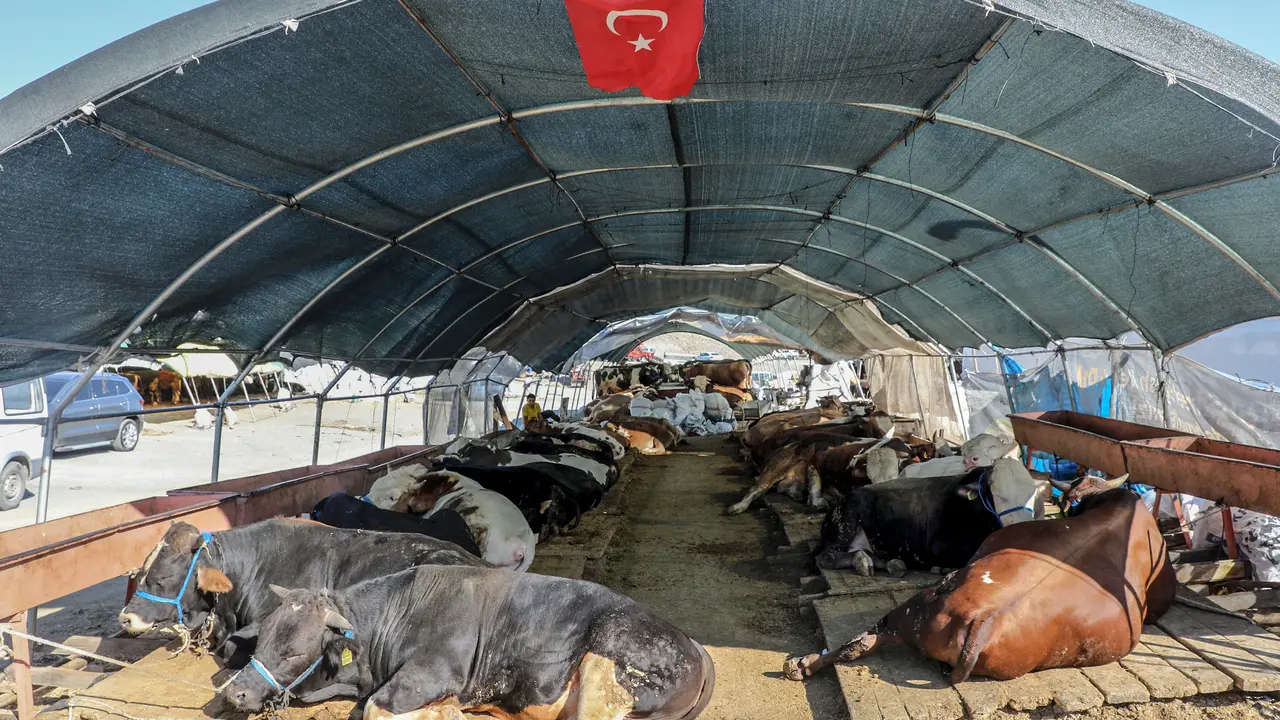 Melihat Pasar Darurat Penjual Hewan Kurban di Turki