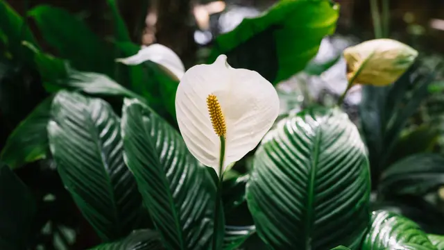 Ilustrasi tanaman peace lily