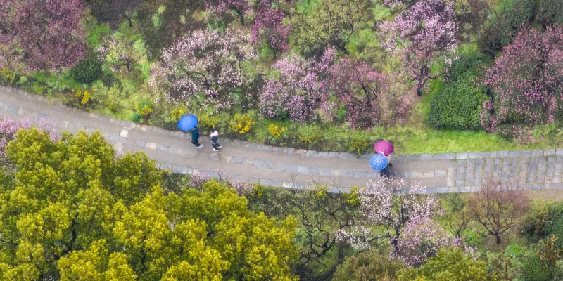 Menariknya Bunga Plum yang Bermekaran di Nanjing