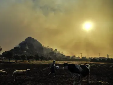 Seorang perempuan pergi dengan hewan-hewan ternaknya dari kebakaran yang mengamuk di daerah Hisaronu, Turki, Senin (2/8/2021). Api dari kebakaran hutan yang masih terus berkobar membuat sejumlah warga memilih untuk mengungsi ke tempat yang lebih aman. (AP Photo)