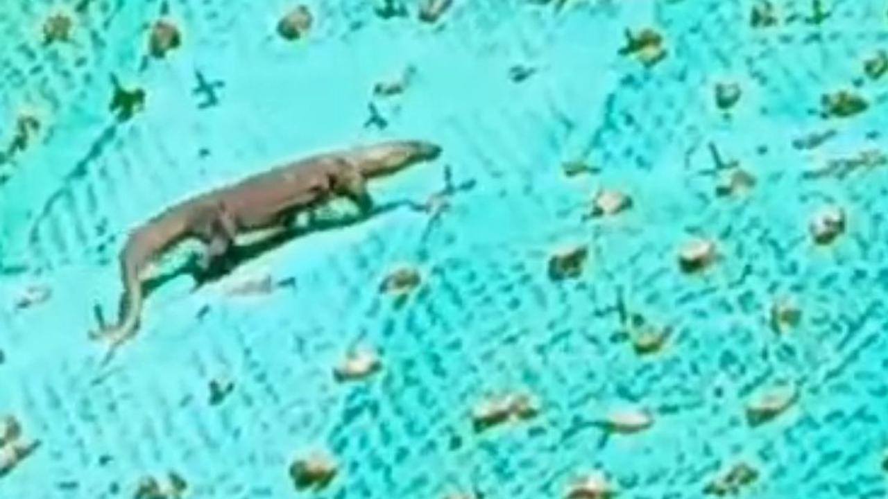 Berdasarkan identifikasi petugas atas penampakan fisik pada video, dapat dipastikan bahwa satwa tersebut adalah komodo.