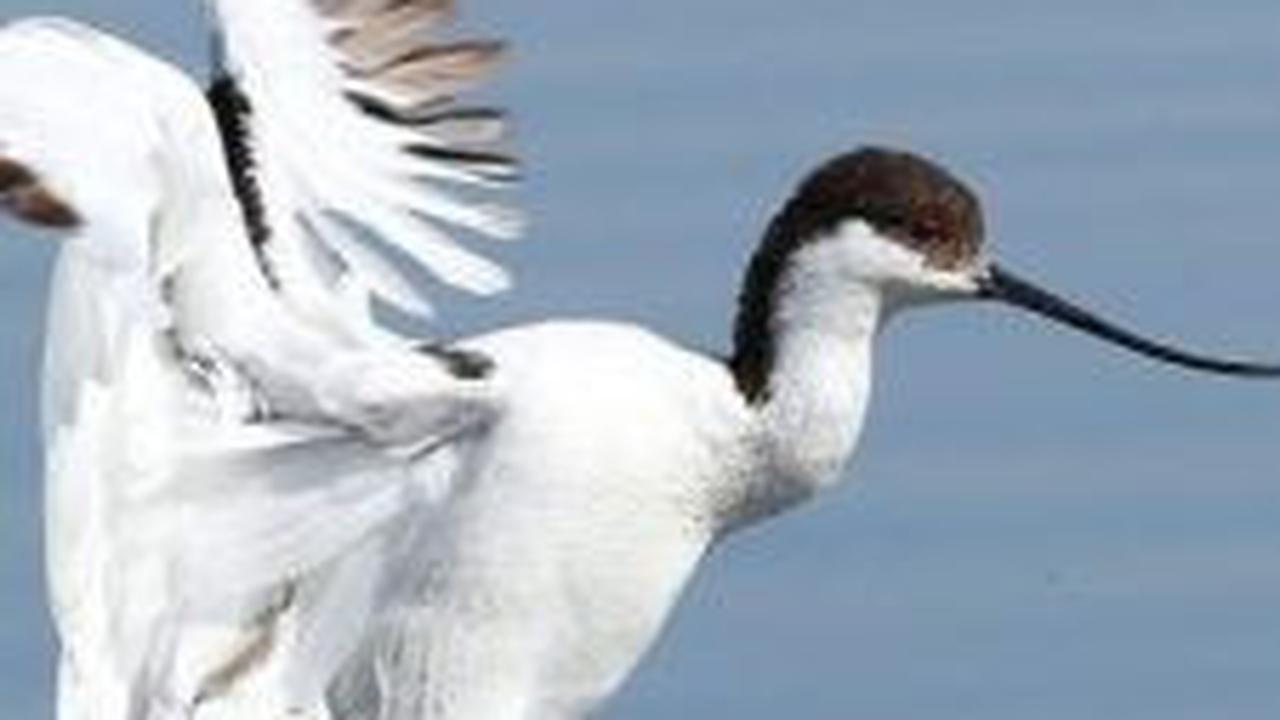 8. Burung Pied Avocet<br>