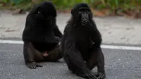 Dilarang Kasih Makan Monyet Hitam Endemik Sulteng, Mengapa?