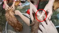 Video viral hilangkan kutu pada kucing (Sumber: TikTok/thanhit9)