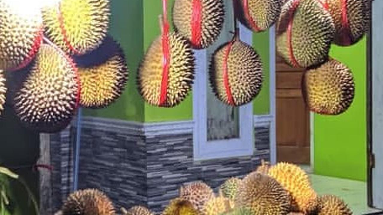 2 Kabupaten Ini Jadi Sentra Durian Unggul di Jawa Barat, Ada Jenis Jarot yang Kecil-Kecil Cabe Rawit