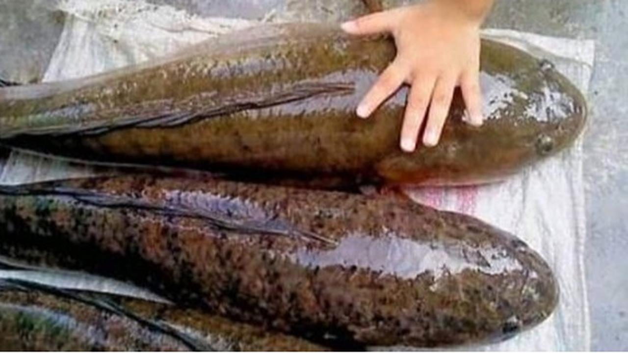 9 Jenis Ikan Lokal Terbaik untuk MPASI, Mendukung Kecerdasan Anak Anda
