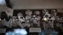 Koleksi tengkorak yang tersimpan di galeri anatomi komparatif Museum Sejarah Alam Prancis di Paris, Kamis (16/11). Museum yang menyimpan ribuan tulang belulang hewan dan benda purba ini berencana merenovasi gedungnya. (Martin BUREAU/AFP)