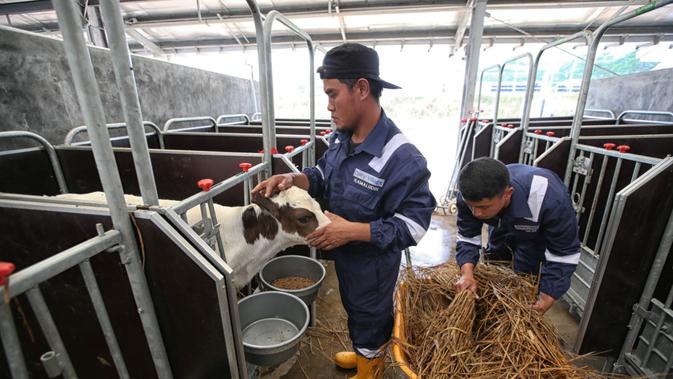 Para peternak di Dairy Village akan mendapatkan pelatihan insentif yang mampu meningkatkan produksi susu (Foto: Istimewa)