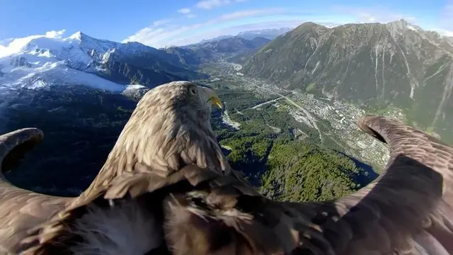 Eagle Wings Foundation (sumber: reuters)