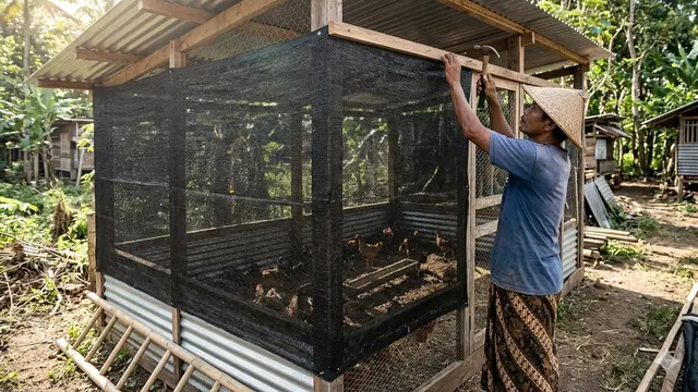 Cara Buat Kandang Ayam Seng tapi Tetap Adem Tahan Panas